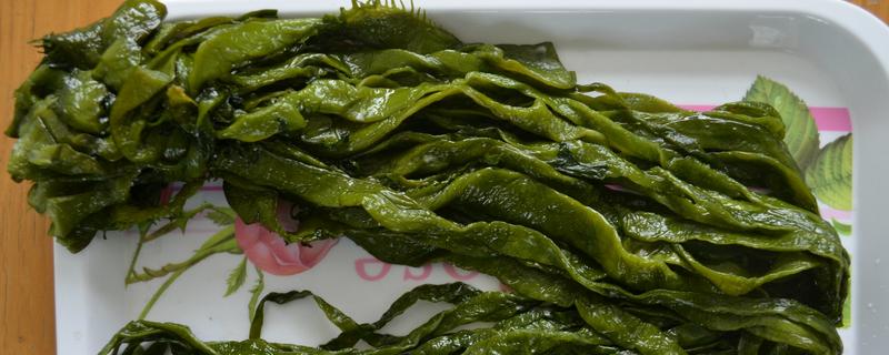 螺旋藻到底是不是裙带菜的一种，它们两者之间究竟存在哪些具体的不同之处