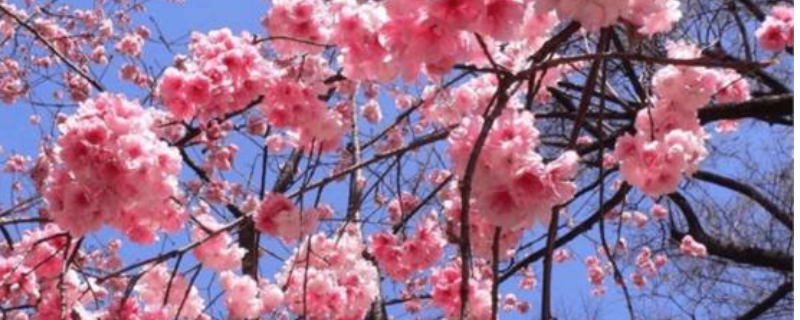 李花和樱花之间有什么不同，主要从树种、花朵等方面区分