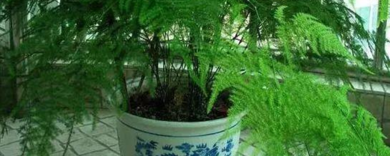 秋天文竹应该采取哪些养殖方法,详细的换土浇水以及施肥技巧有哪些