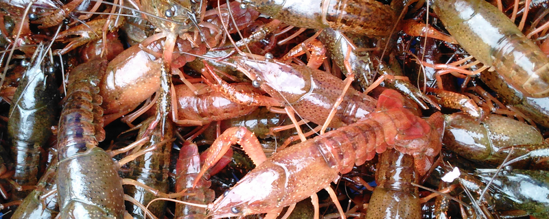小龙虾苗的育苗繁殖技术有哪些，在购买时该怎样挑选优质小龙虾