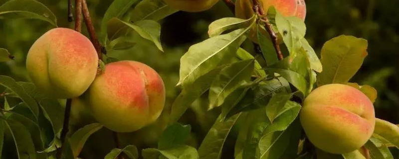 果树在采果之后有哪些注意事项，相关的施肥要点究竟有哪些呢