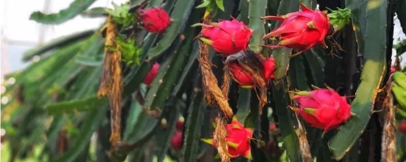 火龙果安全越冬的具体方法，究竟有哪些关键的技术要点