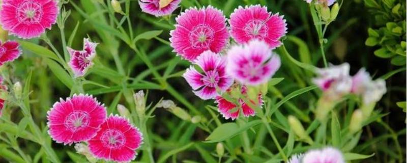 石竹花种子的具体种植方法是什么，同时附上石竹花的生长习性有哪些