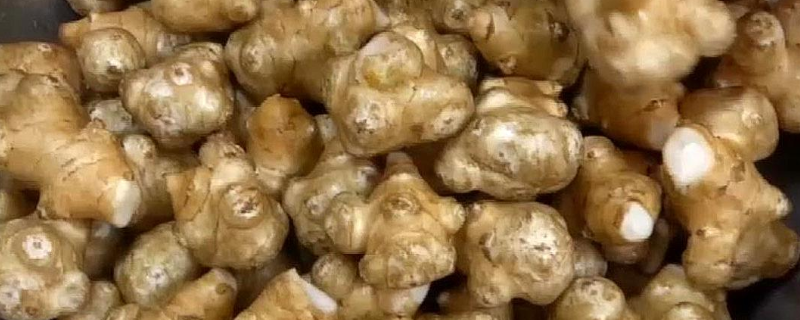 洋姜到底可不可以生吃,洋姜如何烹饪才好吃