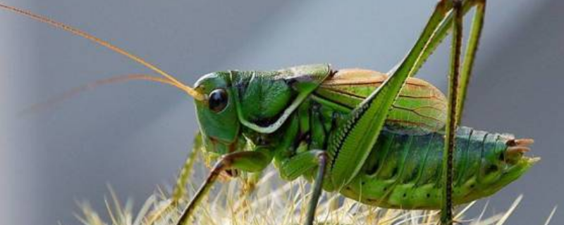 如何饲养刚脱壳的蝈蝈，随附喂养过程中需要留意的各种注意事项