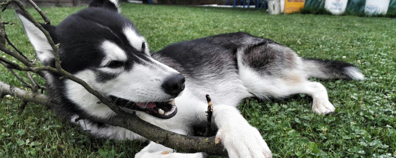 二哈的详细喂养方法，它究竟好不好养呢