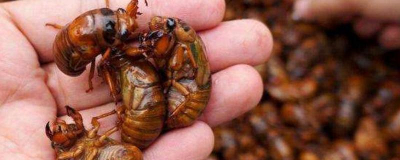 金蝉具体的养殖技术有哪些，每亩地的产量水平怎么样，需要掌握哪些养殖注意事项呢