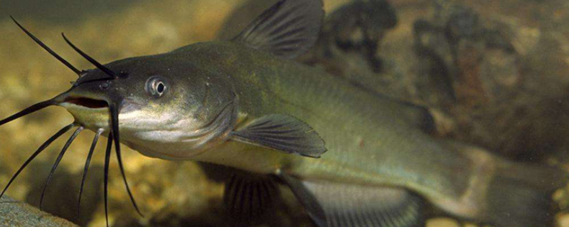 小鲶鱼的养殖方法有哪些，具体包括哪些关键要点