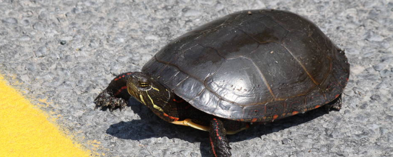 锦龟的养殖方法有哪些，具体包含了哪些关键要点