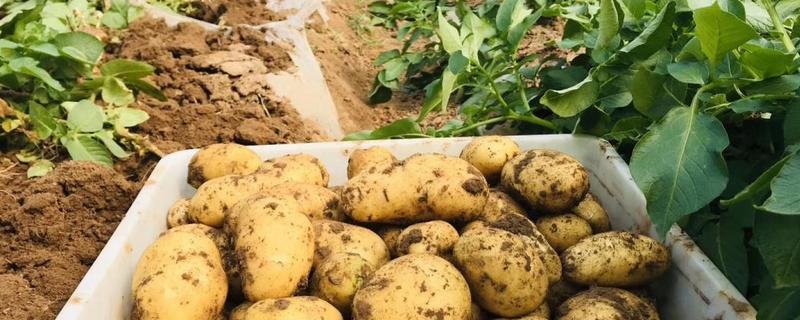 土豆可以喷施哪些农药,附带土豆的高产种植方法及管理技术