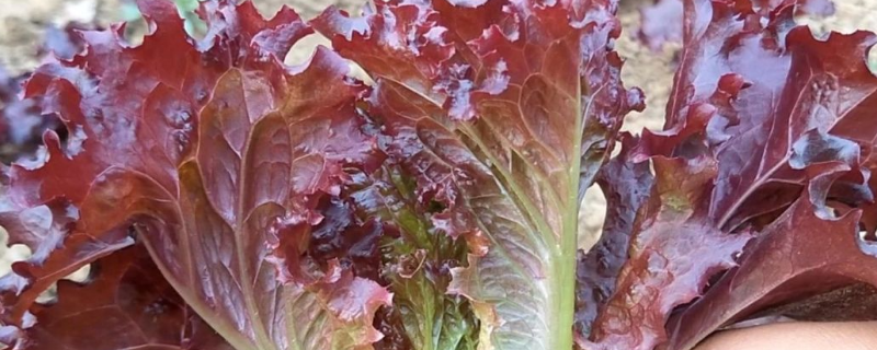 紫叶生菜的种植方法有哪些,详细的栽培管理要点有哪些
