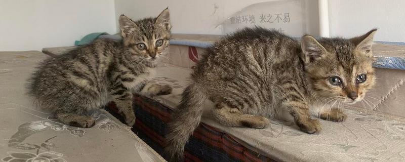 狸猫的具体养殖方法有哪些，这五个核心要点才是成功的关键