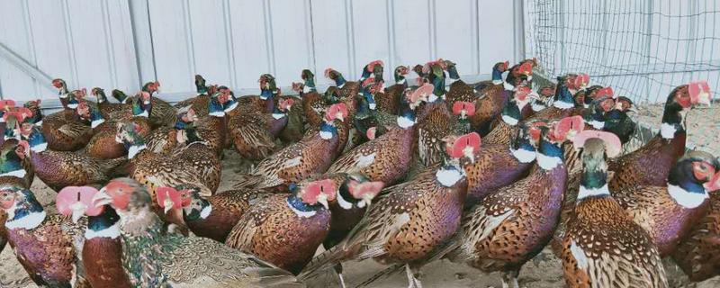 山鸡的具体养殖方法有哪些，养殖过程中需要注意的事项包括什么