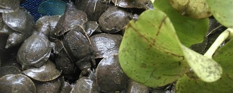 小甲鱼苗的饲养方法有哪些，甲鱼具体有哪些独特的生活习性