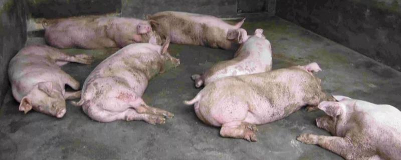 猪瘟的传播途径究竟有哪些，关于猪瘟的疾病特点介绍