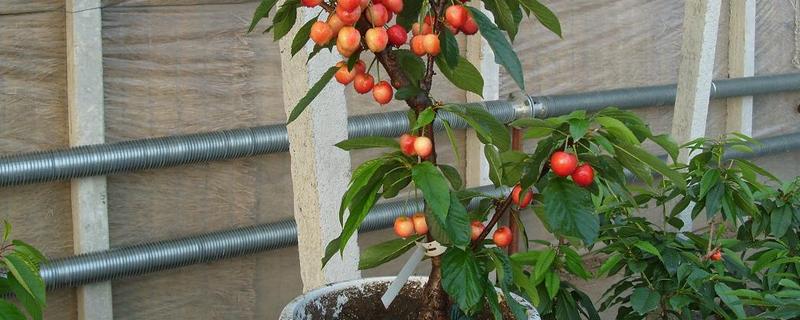 车厘子籽如何种植成小盆栽,具体的养护管理有哪些要点