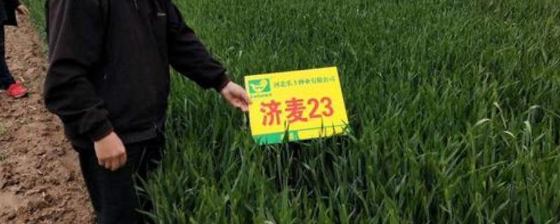 济麦23品种的相关资料有哪些，它具体具备哪些突出的优点