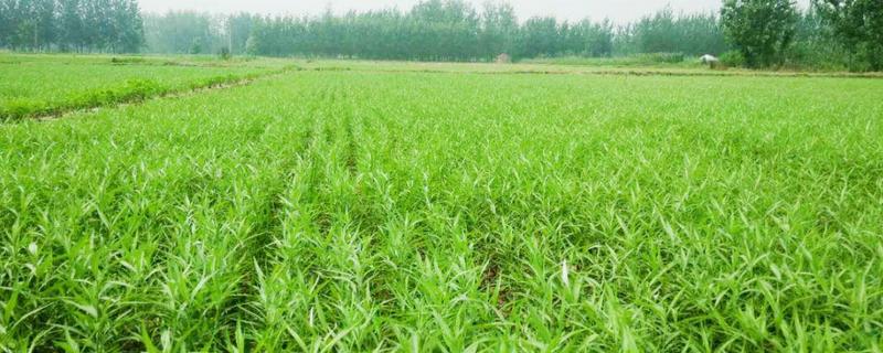 芦蒿高效种植方法有哪些，详细说明有哪些核心技术要点