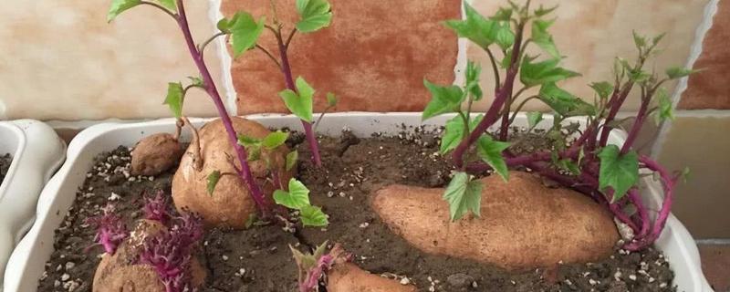盆景红薯应该如何进行种植，具体有哪些关键的种植技术要点