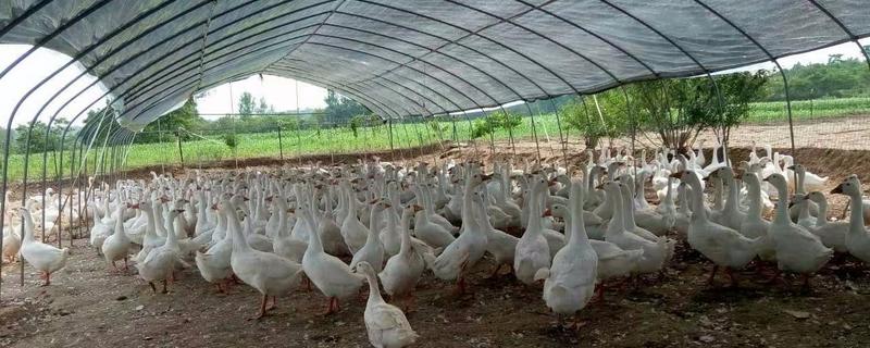 现在的养鹅市场前景究竟怎么样，具体的专业养鹅技术分别有哪些