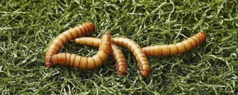 黄粉虫究竟怎样才能养得更好，黄粉虫高效养殖的四大核心要点