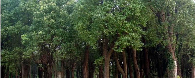 香樟树究竟应该如何进行种植，具体包含了哪些关键的技术要点