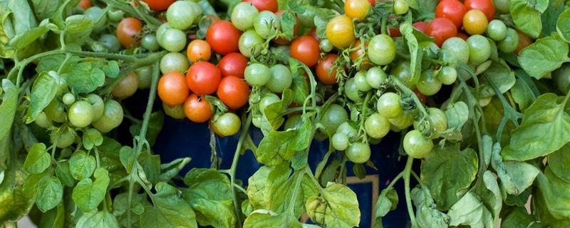 室内如何科学地种植蔬菜，该怎么挑选优质的蔬菜种子