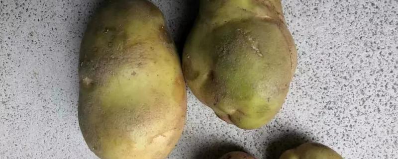 新鲜土豆的表皮变绿之后究竟能不能食用，吃这种变绿的土豆对身体健康有什么具体的危害