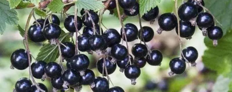 黑加仑究竟是哪种类型的水果