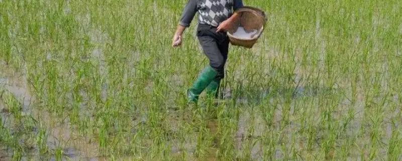 插秧之后需要经过多久的时间，才能够给秧苗撒尿素进行追肥