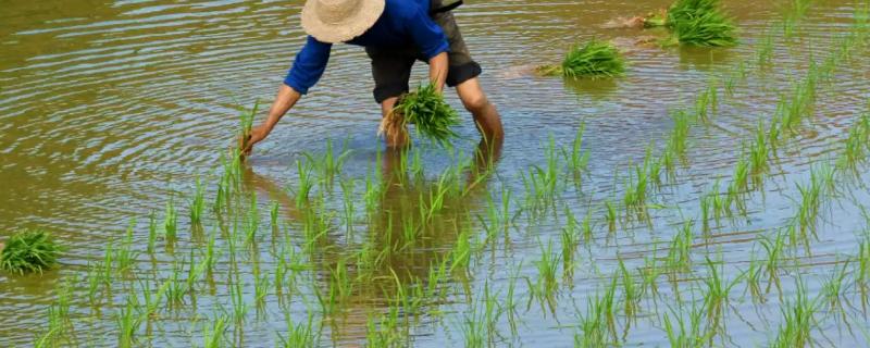 手动插秧时的标准距离是多少
