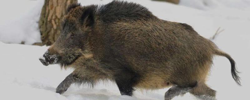 如何有效地驱赶野猪，有哪些简单又实用的驱赶技巧