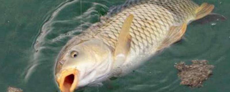 如何使用蚯蚓来垂钓鲤鱼，具体的技巧和方法有哪些呢