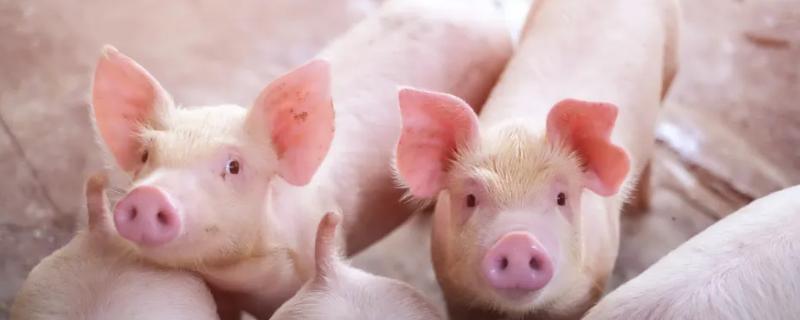 非洲猪瘟具体的潜伏期时间