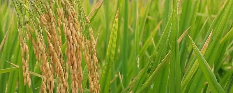 水稻的具体生长习性有哪些