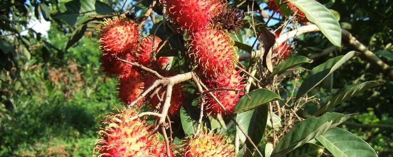 种植红毛丹到底能不能赚到钱，红毛丹现在的市场售价是多少钱一斤