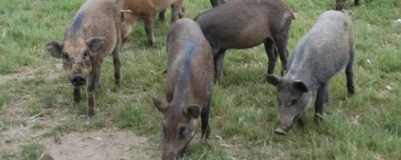 野猪的主要习性特点是什么，它的主要活动规律有哪些