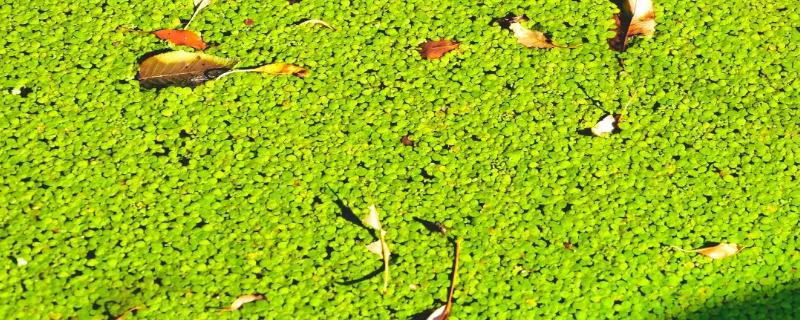 浮萍是什么植物