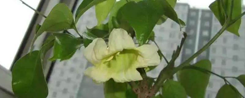 幸福树这种植物会开花吗