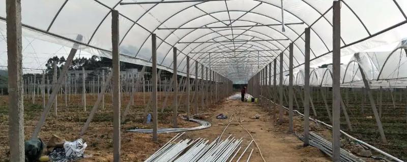 如何建造阳光玫瑰葡萄大棚,建造的具体步骤和注意事项有哪些