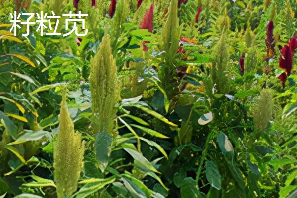 用什么草喂猪能快速生长