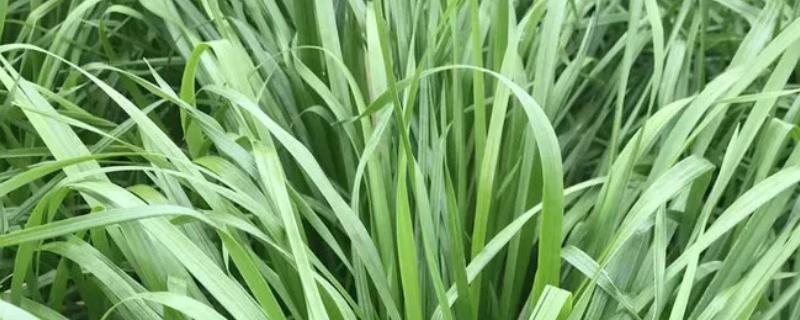 用什么样的牧草喂猪，猪才能快速生长