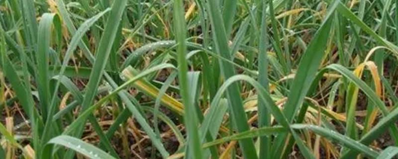 大蒜为什么会出现干尖和黄尖的现象呢