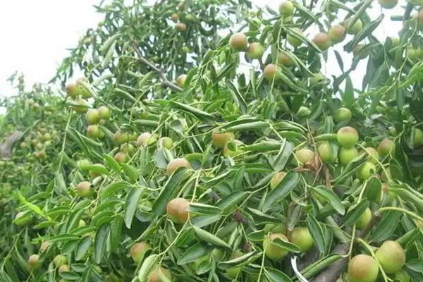 夏季鲜枣修剪技术，附鲜枣增产方法