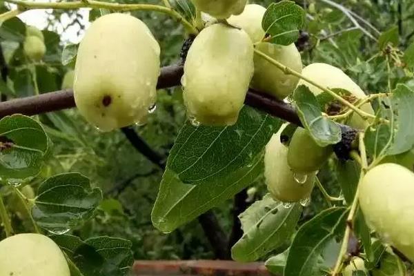 夏季鲜枣修剪技术，附鲜枣增产方法