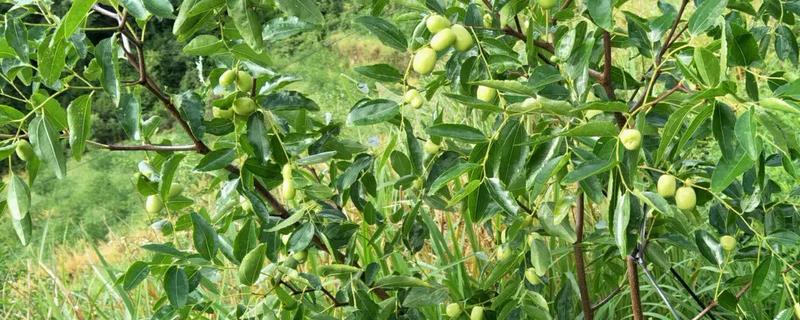 夏季鲜枣的修剪技术，需根据植株情况决定