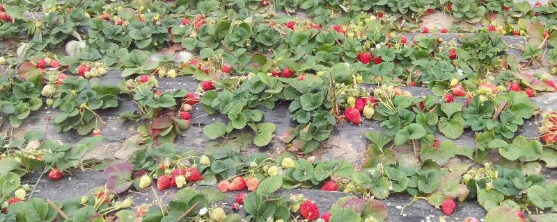 什么种类的除草剂对草莓完全无害呢