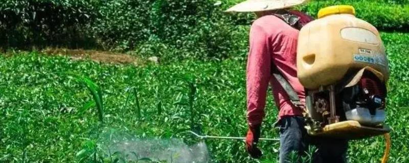 如何有效缓解甲嘧磺隆药害的方法，并介绍甲嘧磺隆除草原理