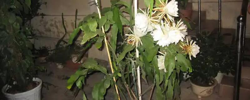 昙花开放代表着什么样的风水预兆呢