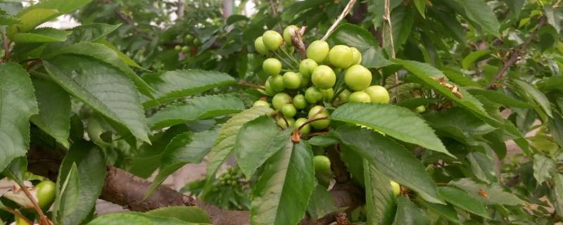 樱桃膨果期追施哪些肥料效果比较好呢